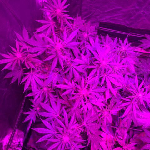 Skywalker Haze growlog timeline photo