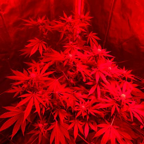 Skywalker Haze growlog timeline photo