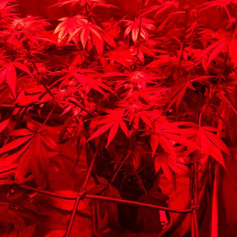 Blue Moby 2  growlog timeline photo