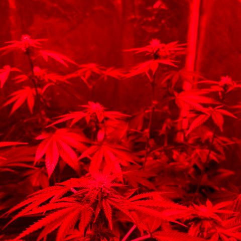 Blue Moby 2  growlog timeline photo