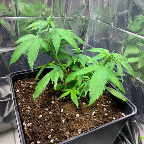 Kandy  growlog timeline photo