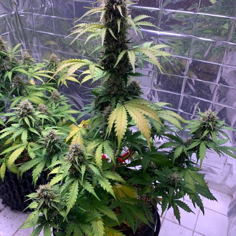Las Bluberrys  #1 growlog timeline photo