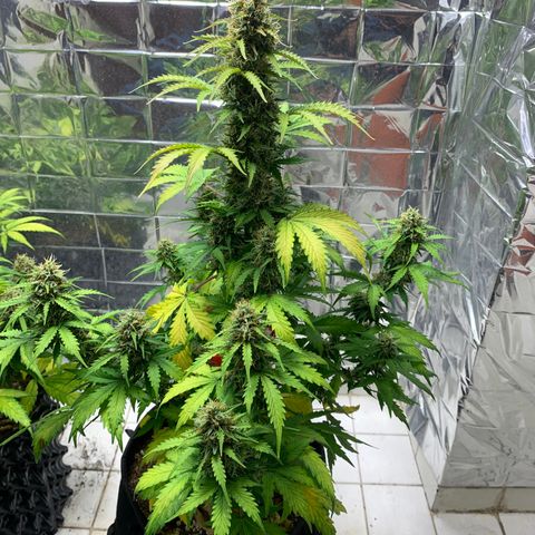 Las Bluberrys  #1 growlog timeline photo