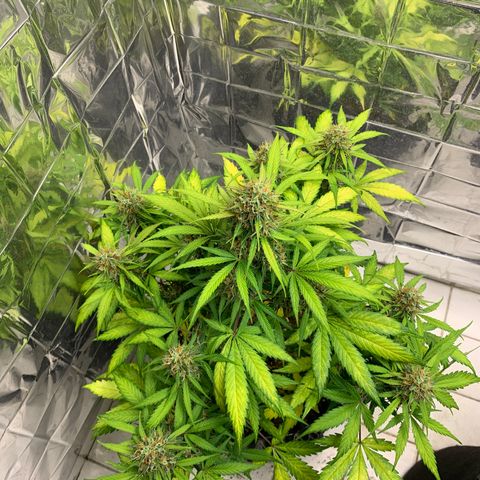 Las Bluberrys  #2 growlog timeline photo