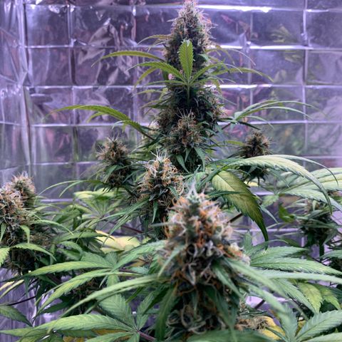 Las Bluberrys  #2 growlog timeline photo