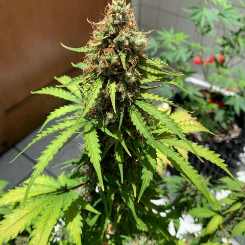Las Bluberrys  #1 growlog timeline photo