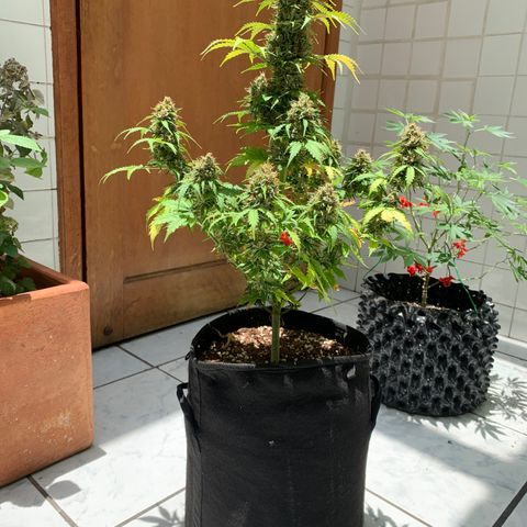 Las Bluberrys  #1 growlog timeline photo