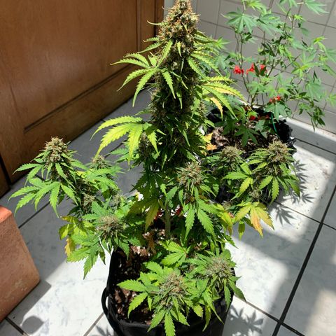 Las Bluberrys  #1 growlog timeline photo