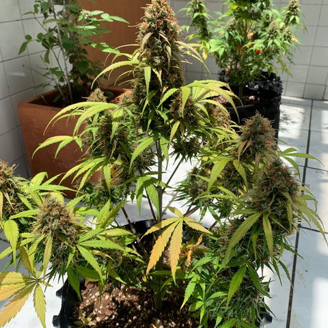 Las Bluberrys  #2 growlog timeline photo