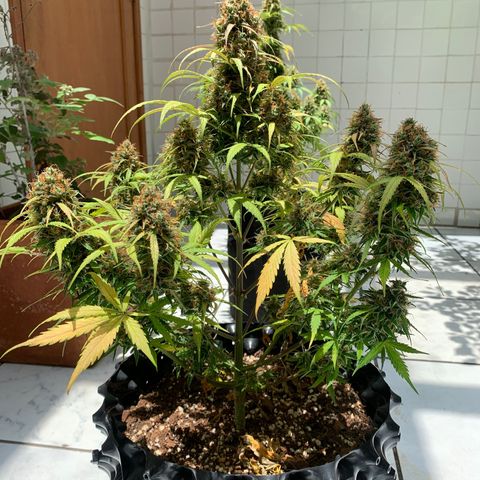 Las Bluberrys  #2 growlog timeline photo