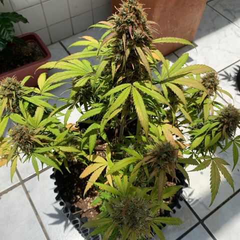 Las Bluberrys  #2 growlog timeline photo