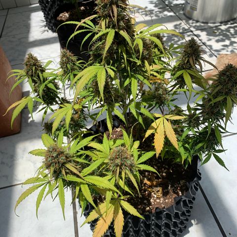 Las Bluberrys  #2 growlog timeline photo