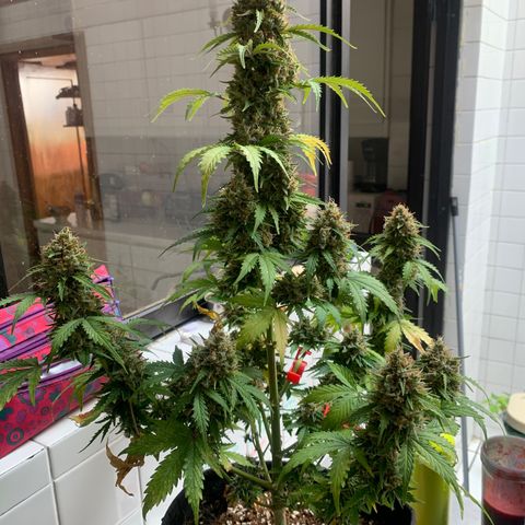 Las Bluberrys  #1 growlog timeline photo