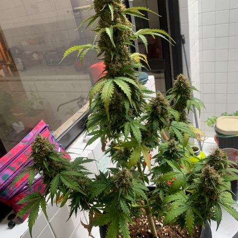 Las Bluberrys  #1 growlog timeline photo