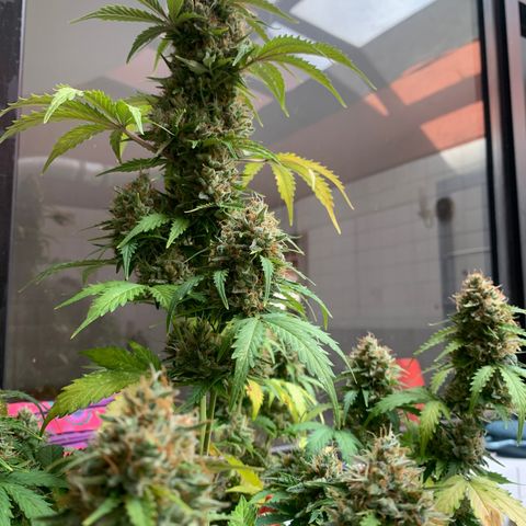 Las Bluberrys  #1 growlog timeline photo