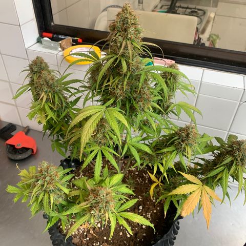 Las Bluberrys  #2 growlog timeline photo