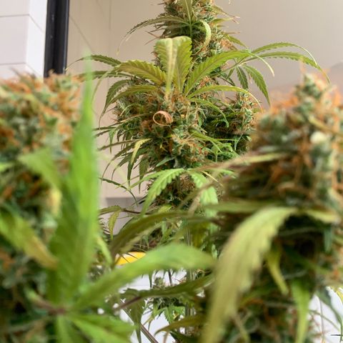 Las Bluberrys  #2 growlog timeline photo