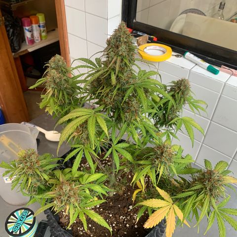 Las Bluberrys  #2 growlog timeline photo