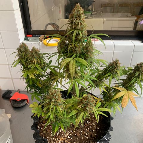 Las Bluberrys  #2 growlog timeline photo
