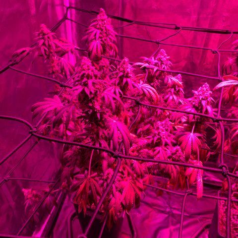 Skywalker Haze growlog timeline photo