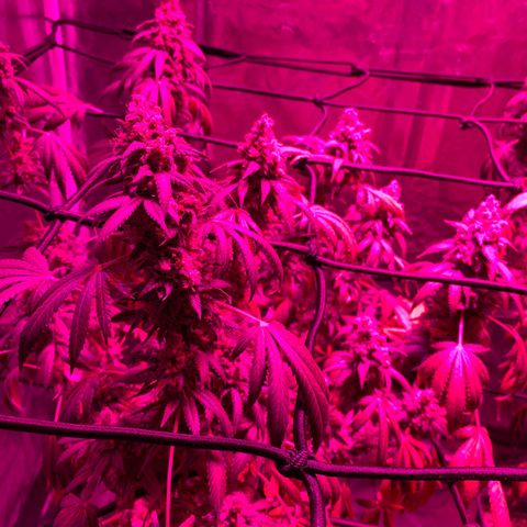Skywalker Haze growlog timeline photo