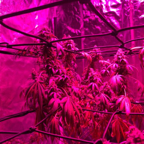 Skywalker Haze growlog timeline photo