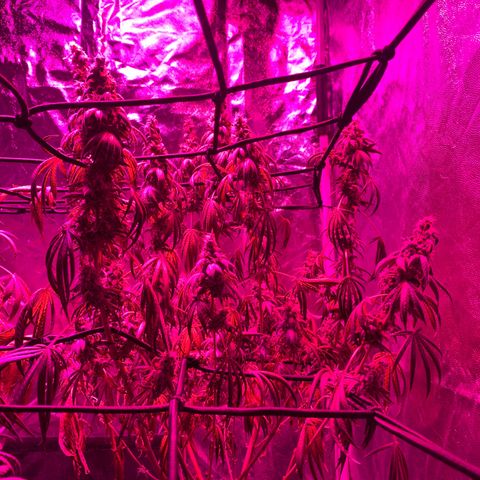 Blue Moby 2  growlog timeline photo