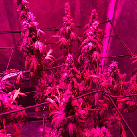 Blue Moby 2  growlog timeline photo