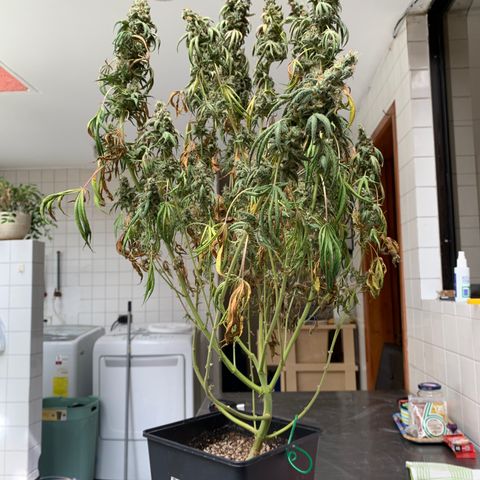 Blue Moby 2  growlog timeline photo