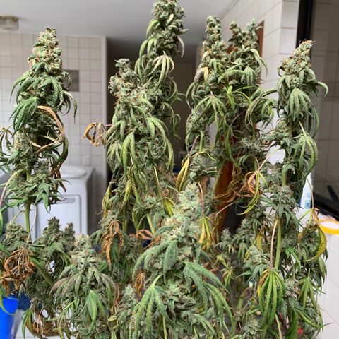 Blue Moby 2  growlog timeline photo