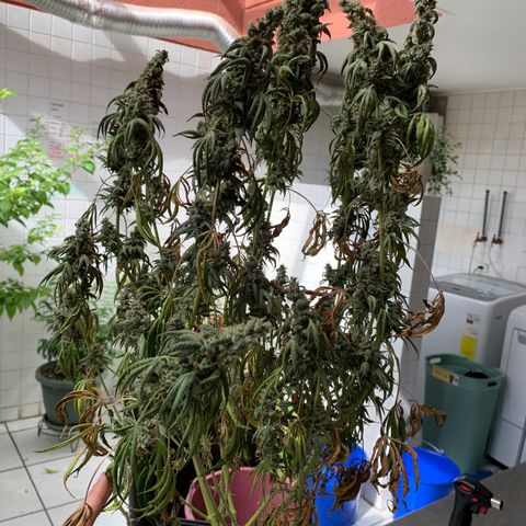 Blue Moby 2  growlog timeline photo