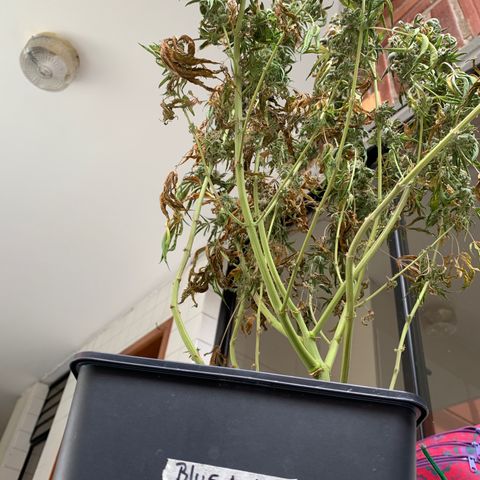 Blue Moby 2  growlog timeline photo