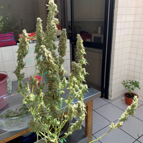 Blue Moby 2  growlog timeline photo