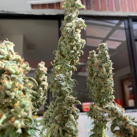 Blue Moby 2  growlog timeline photo