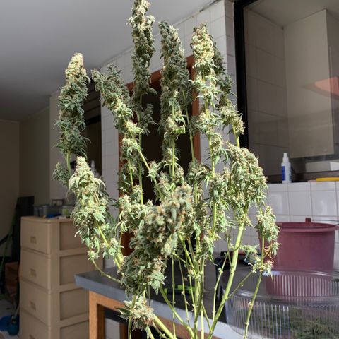 Blue Moby 2  growlog timeline photo