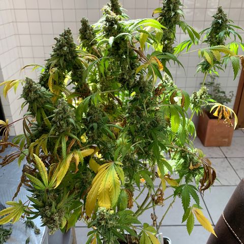 Skywalker Haze growlog timeline photo