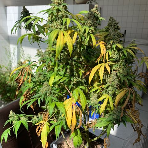 Skywalker Haze growlog timeline photo