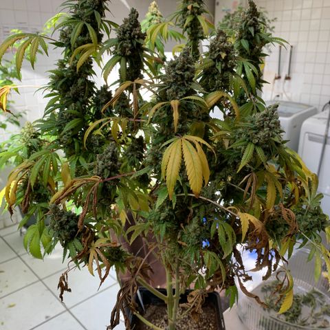 Skywalker Haze growlog timeline photo