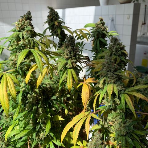Skywalker Haze growlog timeline photo