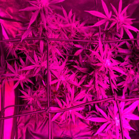 Kandy  growlog timeline photo