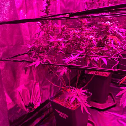 Kandy  growlog timeline photo