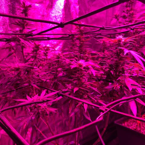Kandy  growlog timeline photo