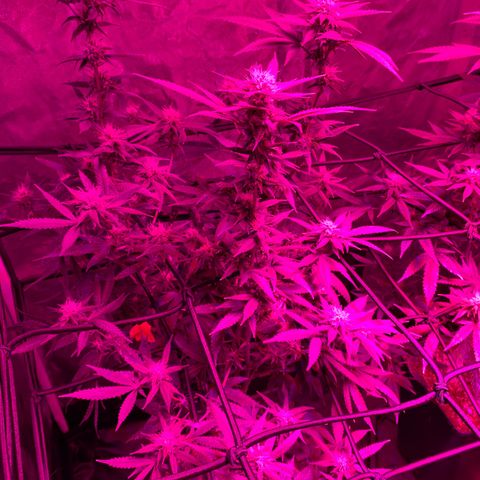 GG X2  #2 growlog timeline photo
