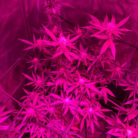GG X2  #2 growlog timeline photo