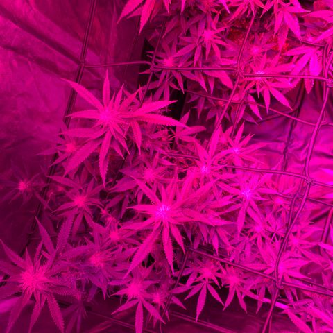 GG X2  #2 growlog timeline photo