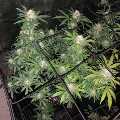 Kandy  growlog timeline photo