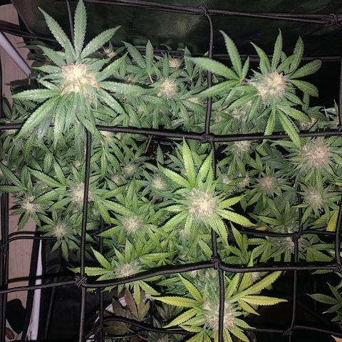 Kandy  growlog timeline photo