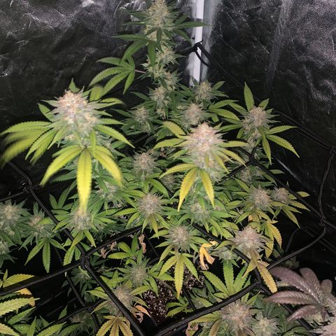 GG X2  #2 growlog timeline photo