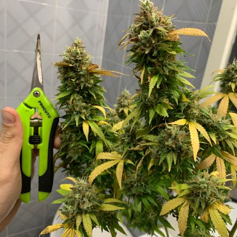 Kandy  growlog timeline photo