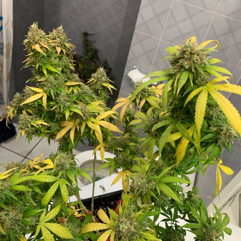 Kandy  growlog timeline photo